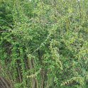 Lonicera arborea P2A